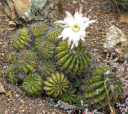 Echinopsis rojasii albiflora 1.jpg