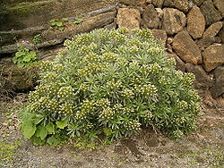 Echium aculeatum (Los Tilos) 01.jpg