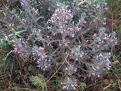 Echium asperrimum habitusCanadaCalatrava.jpg