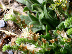 Echium flavum FlowersCloseup 25July2009 SierraNevada.jpg