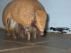 EdmontonZooArmadillo.JPG