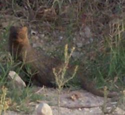 Egyptian mongoose.jpg
