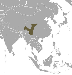 Distribución del musgaño tibetano