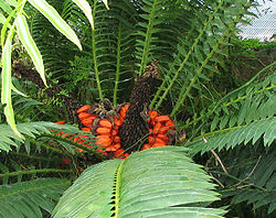 Encephalartos lebomboensis - Lebombo cycad - desc-fruiting stalk.jpg