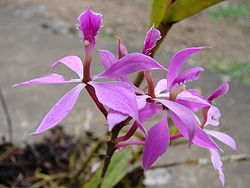 Epidendrum imatophyllum.jpg