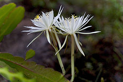 Epiphyllum hookeri96449466.jpg