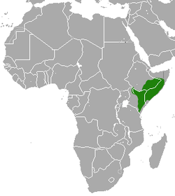 Distribución de la mangosta enana etíope