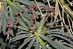 Euphorbia.atropurpurea.7068.jpg