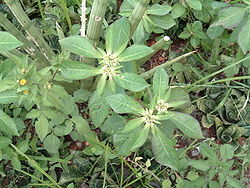 Euphorbia1.jpg