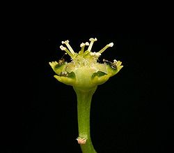Euphorbia albipollinifera ies.jpg