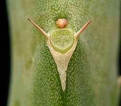 Euphorbia ambroseae var ambroseae2 ies.jpg