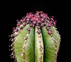 Euphorbia anoplia ies.jpg