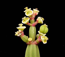 Euphorbia appariciana2 ies.jpg