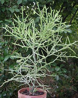 Euphorbia arahaka.jpg