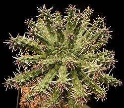 Euphorbia arida2 ies.jpg