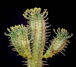 Euphorbia atrispina var viridis ies.jpg