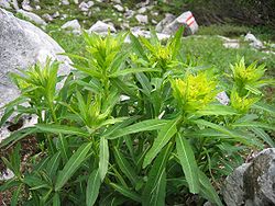 Euphorbia austriaca.jpg