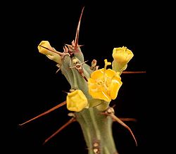 Euphorbia awashensis3 ies.jpg