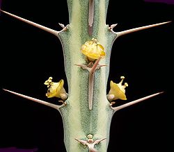 Euphorbia ballyana ies.jpg