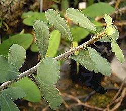 Euphorbia banae ies.jpg