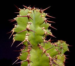 Euphorbia barnardii2 ies.jpg