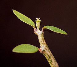 Euphorbia bemaharaensis ies.jpg