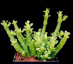 Euphorbia biselellenbeckii.jpg