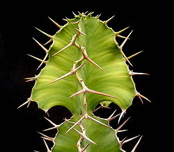 Euphorbia breviarticulata.jpg
