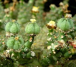 Euphorbia brevirama 02 ies.jpg