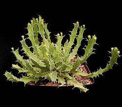 Euphorbia brevitorta ies.jpg