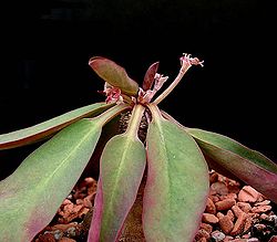 Euphorbia brunellii ies.jpg