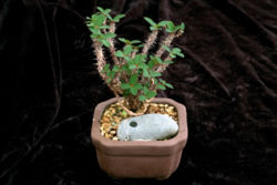 Euphorbia bulbispina.jpg