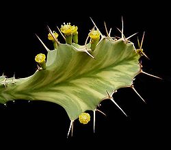 Euphorbia buruana ies.jpg