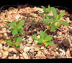 Euphorbia caespitosa.jpg