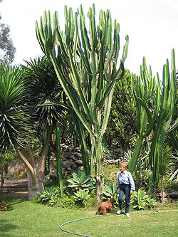 Euphorbia candelabrum488340183.jpg