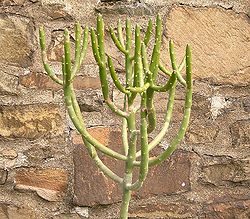 Euphorbia cedrorum ies.jpg