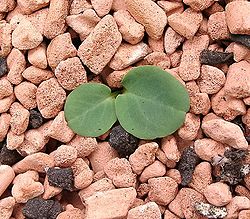 Euphorbia charleswilsoniana ies.jpg