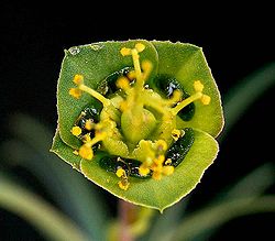 Euphorbia clava2 ies.jpg