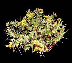 Euphorbia clavigera.jpg