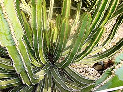 Euphorbia coerulescens.jpg