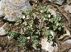 Euphorbia collina.jpg