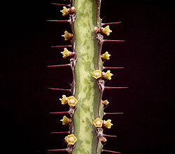 Euphorbia complexa ies.jpg