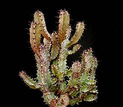Euphorbia confinalis ssp confinalis ies.jpg