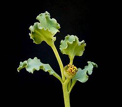 Euphorbia copiapina.jpg