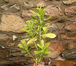 Euphorbia cupularis1.jpg