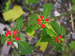 Euphorbia cyathophora.jpg