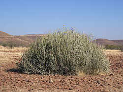 Euphorbia damarana.jpg
