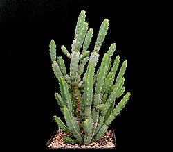 Euphorbia debilispina.jpg