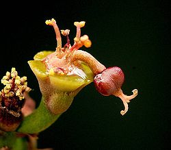 Euphorbia decidua2 ies.jpg