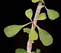 Euphorbia denisii.jpg